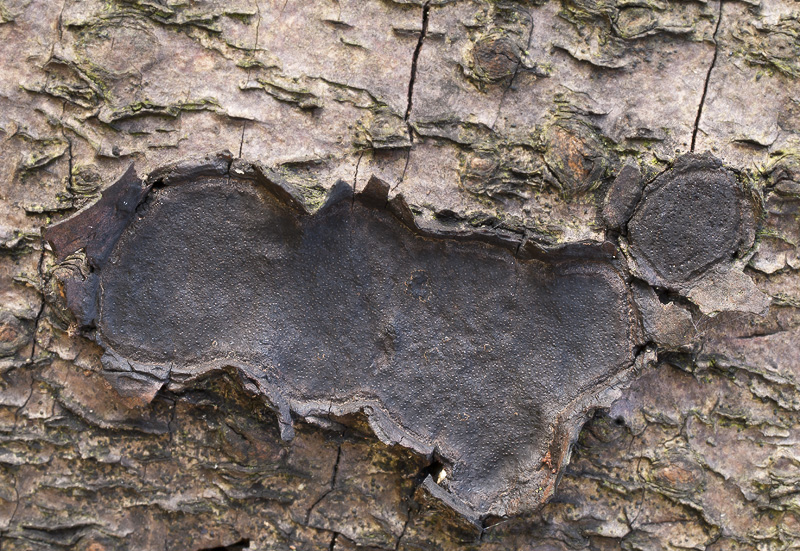 Biscogniauxia granmoi